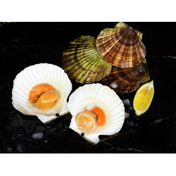 Гребешок (Витязь) морской в створках