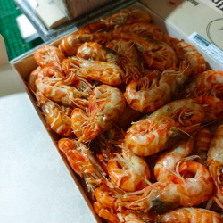 Креветка ШРИМС Козырьковый
