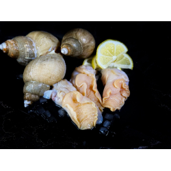 Мясо моллюска ТРУБАЧА мороженое