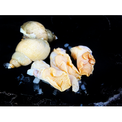 Мясо моллюска ТРУБАЧА мороженое