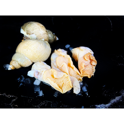 Мясо моллюска ТРУБАЧА мороженое